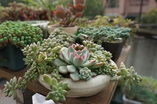 Cactus y suculentas en verano: cuidados esenciales para que no se quemen